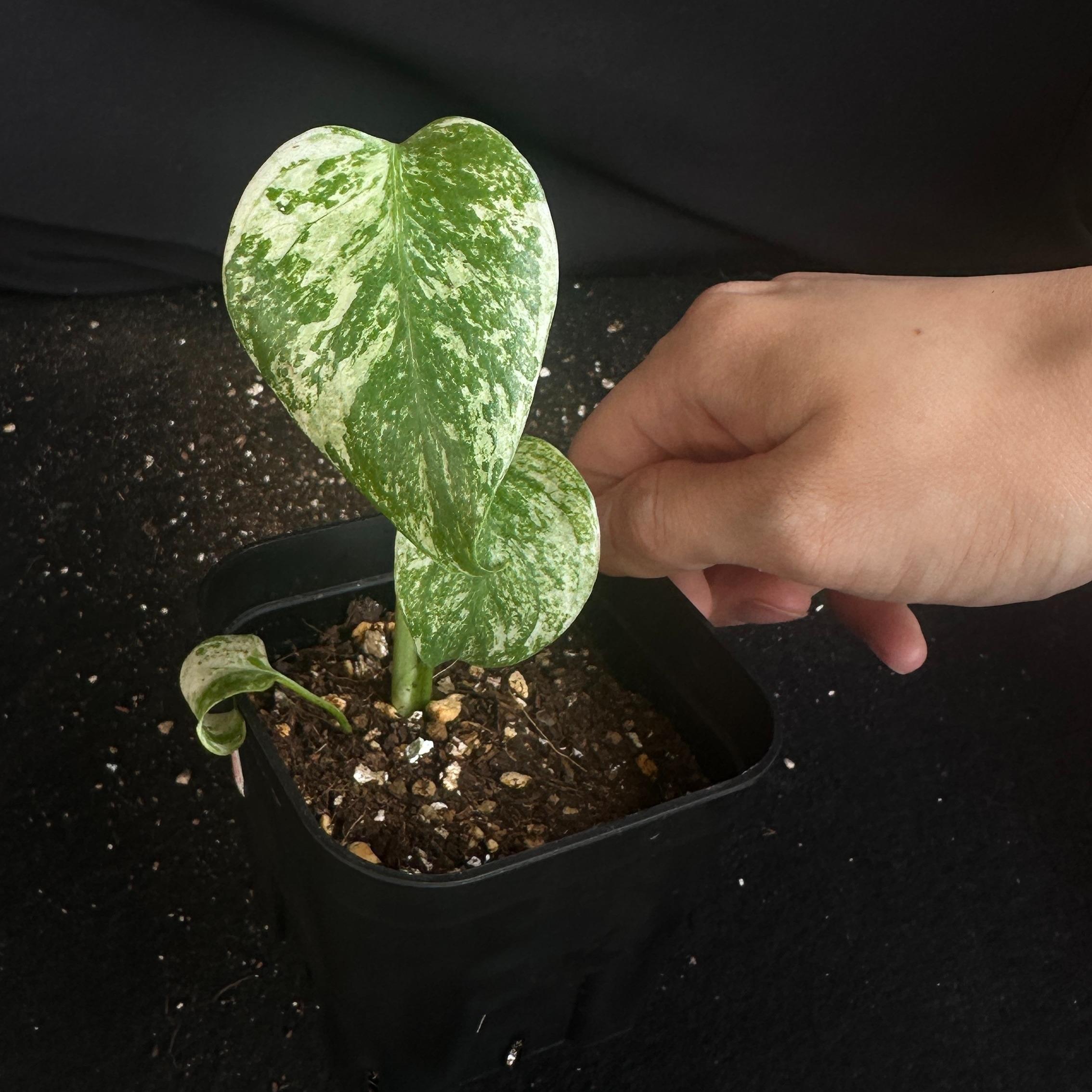 モンステラ　デリシオーサ　ホワイト 観葉植物