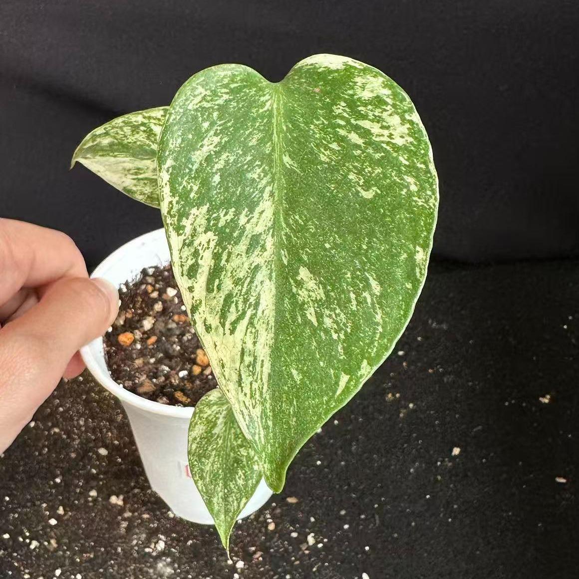 モンステラ　デリシオーサ　ホワイト 観葉植物