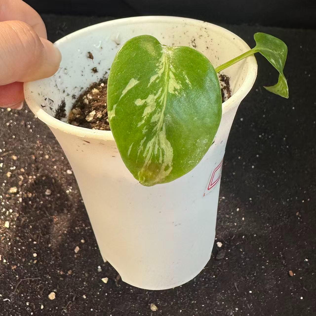<東京から発送>観葉植物/モンステラ：デリシオーサ バルバソー 安定した斑入り いってんもの