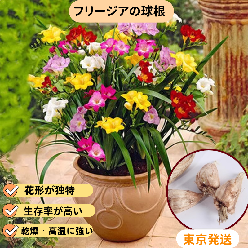 フリージア球根 ホワイト・ピンク 2色 八重咲き 一年中開花 育てやすい室内栽培OK 耐寒性あり 花姿が繊細で甘い強い香り 切り花・インテリア装飾に最適
