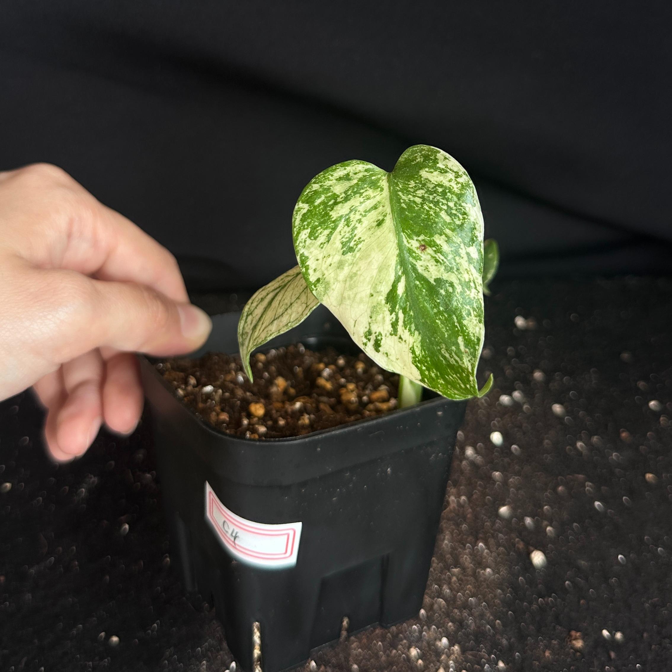 モンステラ　デリシオーサ　ホワイト 観葉植物