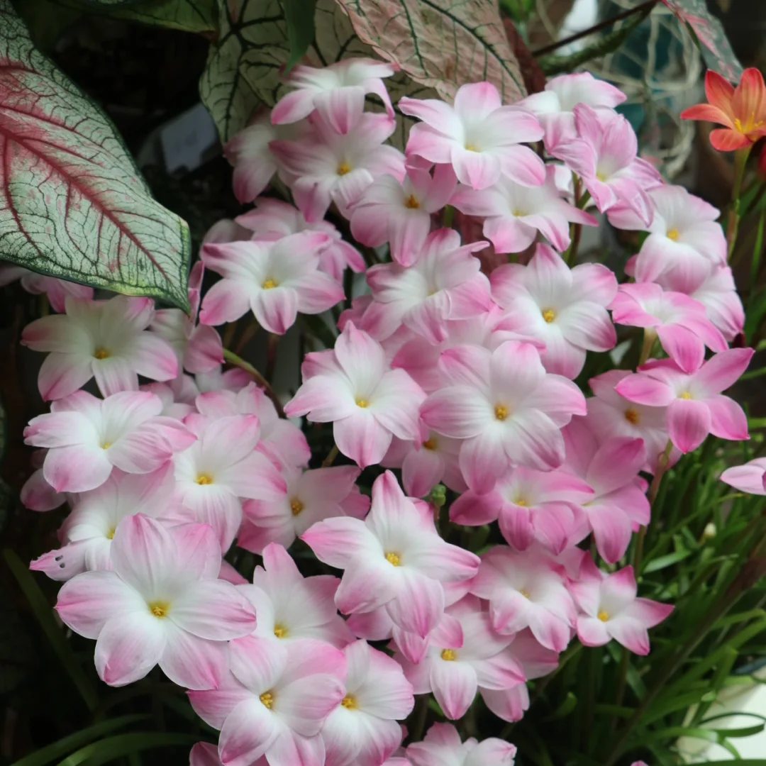 花の種 サフィラン球根 八重咲き 濃ピンク 薄ピンク白 イエロー 四季開花 濃香 発芽率高い 初心者OK 鉢植え 室内ベランダ 水耕 観葉花