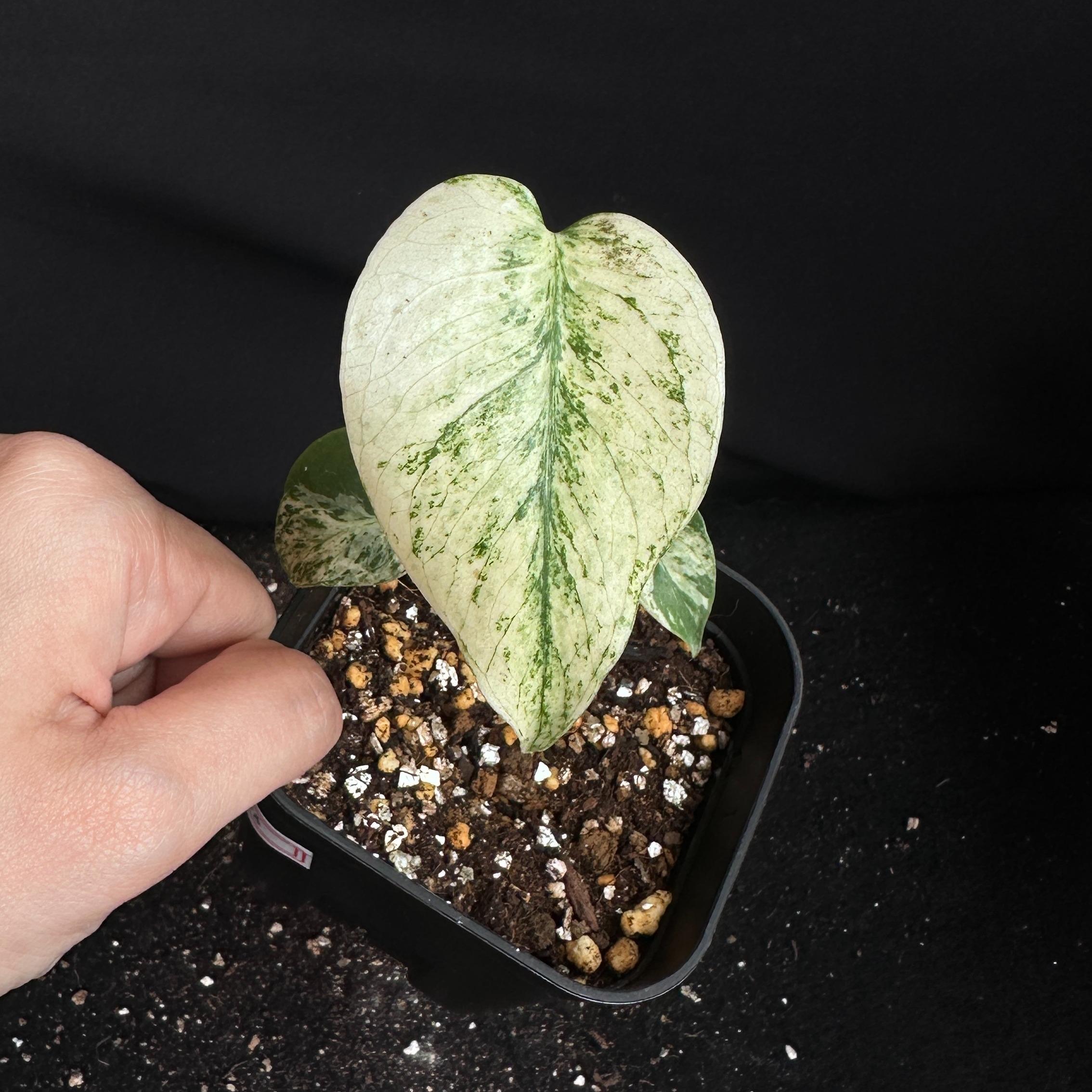 モンステラ　デリシオーサ　ホワイト 観葉植物