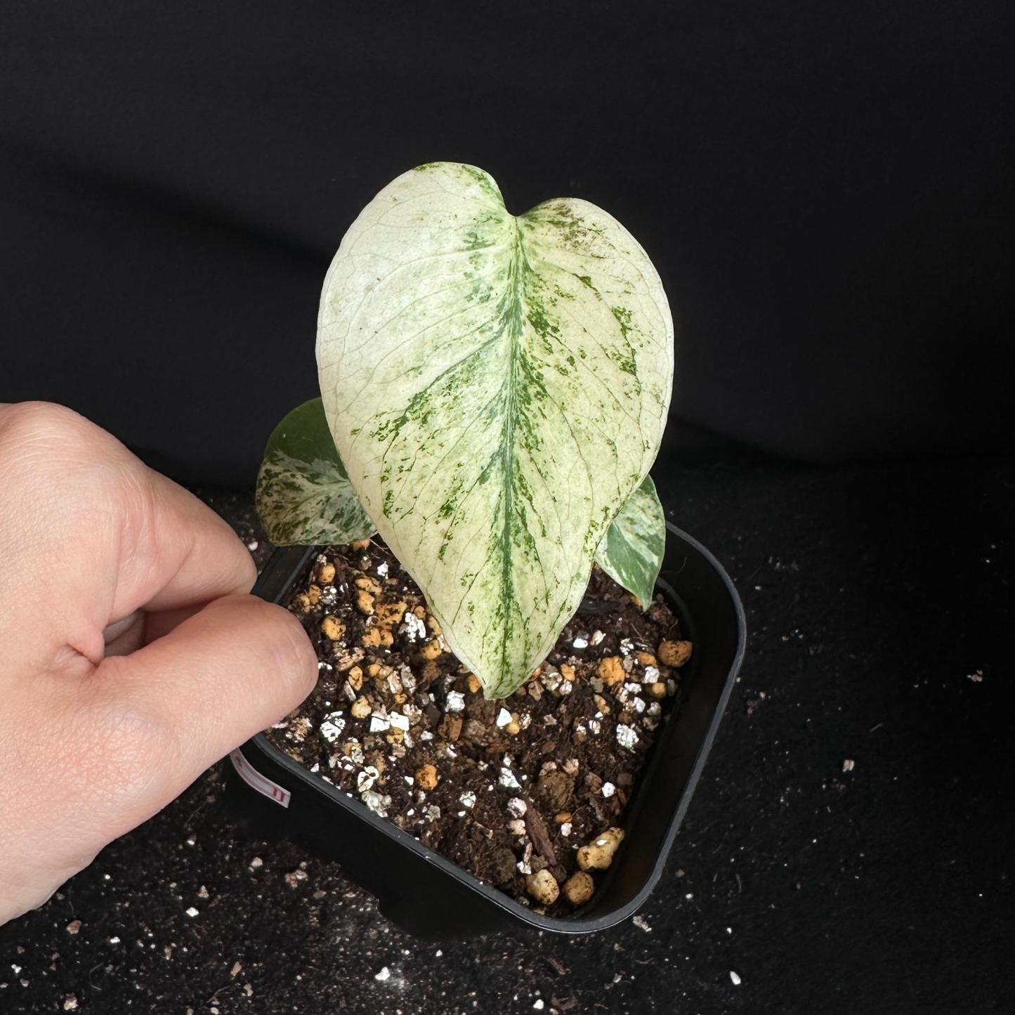 モンステラ　デリシオーサ　ホワイト 観葉植物