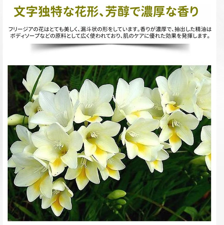 フリージア球根 ホワイト・ピンク 2色 八重咲き 一年中開花 育てやすい室内栽培OK 耐寒性あり 花姿が繊細で甘い強い香り 切り花・インテリア装飾に最適
