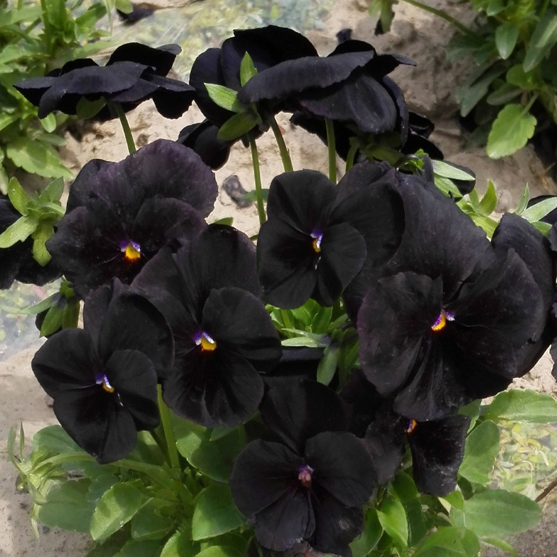 花の種 パンジー種子 218粒入り 全16色展開 発芽率が高く 生存率に優れ 四季を通じて播種可能 環境を選ばず 初心者向け 栽培簡単 屋外・ベランダ・庭に適用 