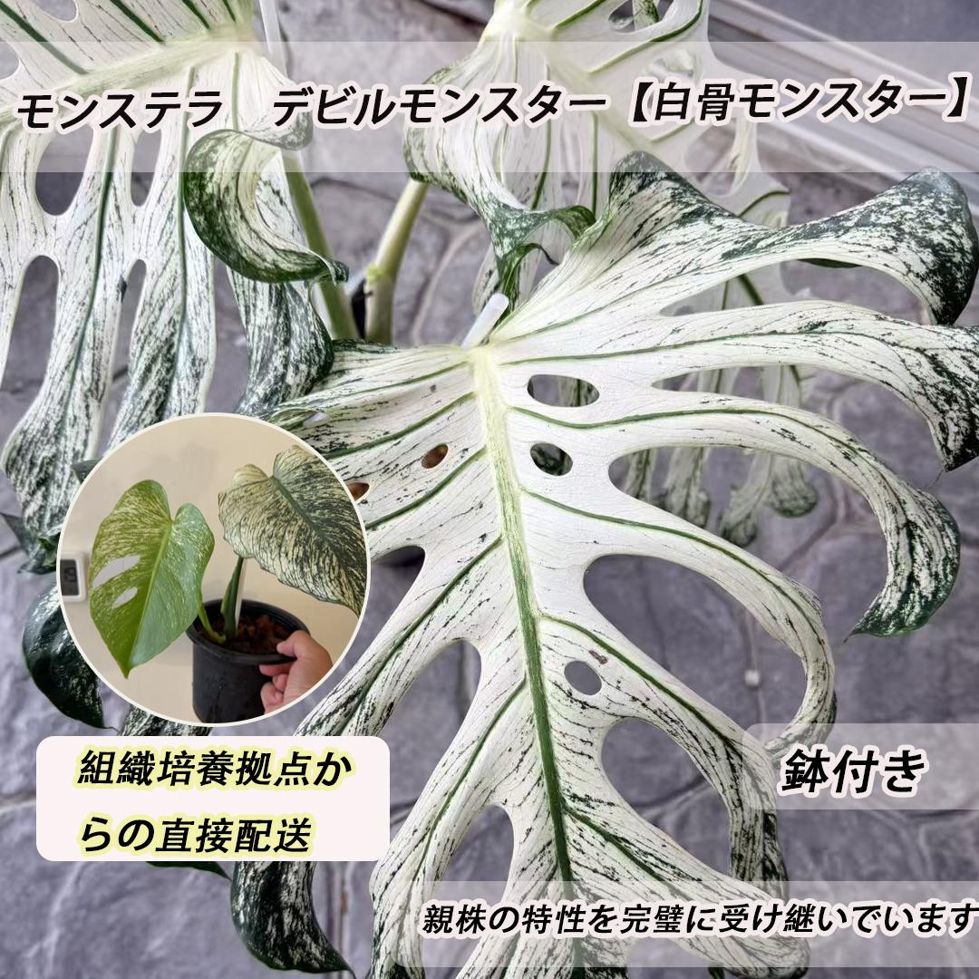 <東京から発送>モンステラ　デビルモンスター【白骨モンスター】親株の特性を完全に受け継いでいる 斑入りの観葉植物