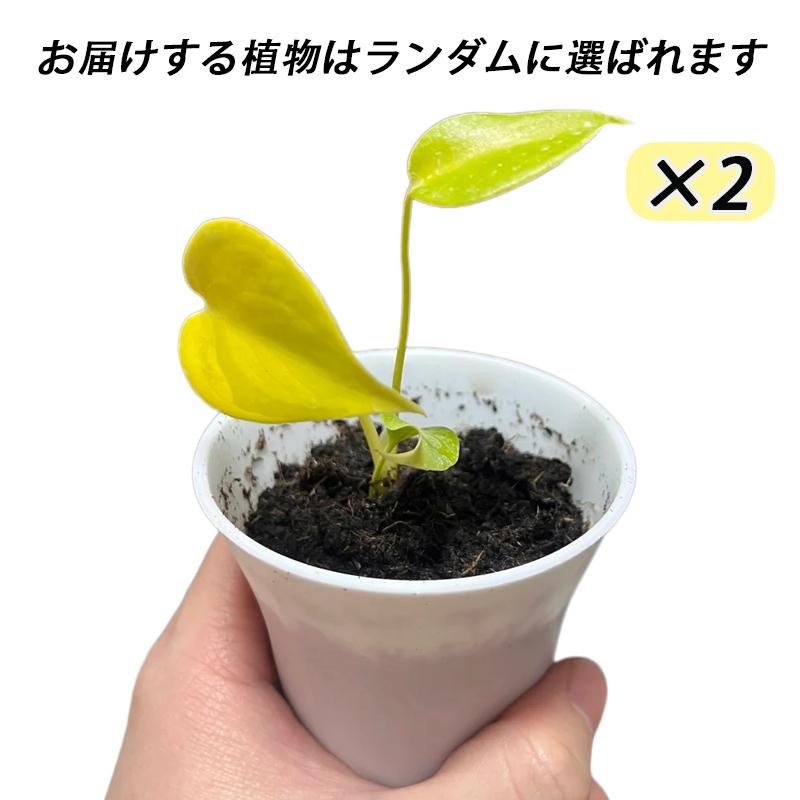 <東京から発送>トリプルイエロー　ゴールドリーフ　レモンライム  苗木2本 観葉植物/モンステラ