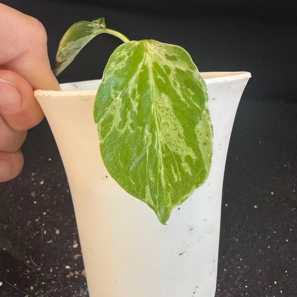 <東京から発送>観葉植物/モンステラ：デリシオーサ バルバソー 安定した斑入り いってんもの