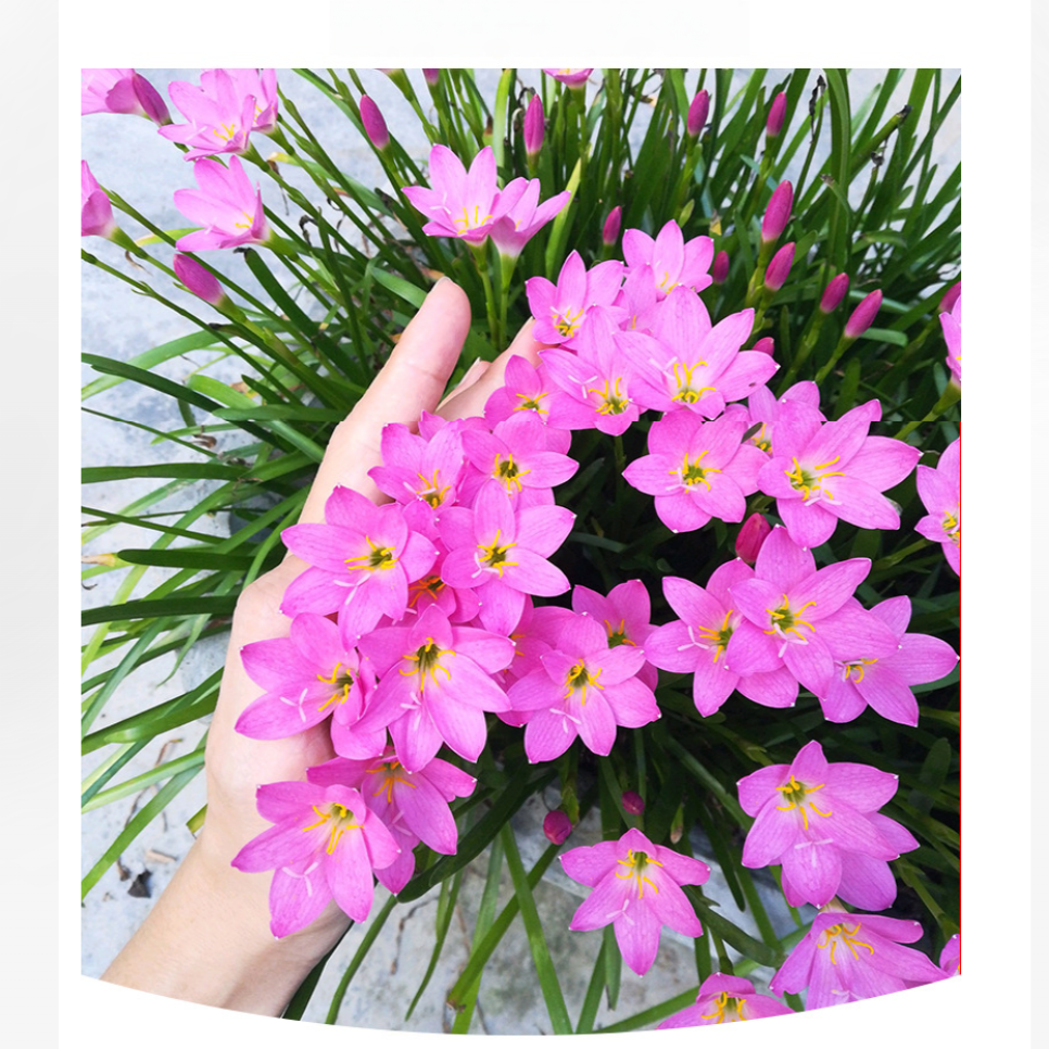 花の種 サフィラン球根 八重咲き 濃ピンク 薄ピンク白 イエロー 四季開花 濃香 発芽率高い 初心者OK 鉢植え 室内ベランダ 水耕 観葉花