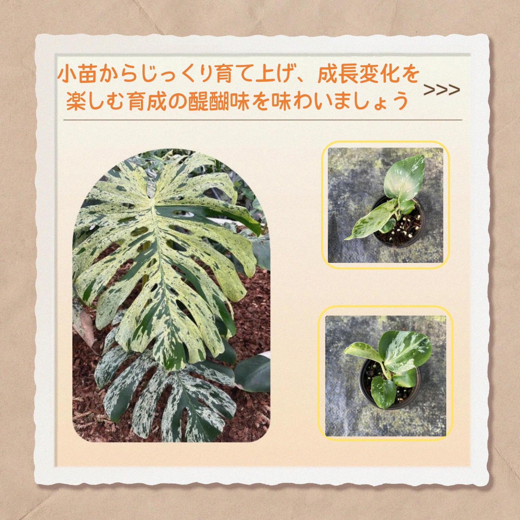<東京から発送>観葉植物/モンステラ：デリシオーサ バルバソー 安定した斑入り いってんもの