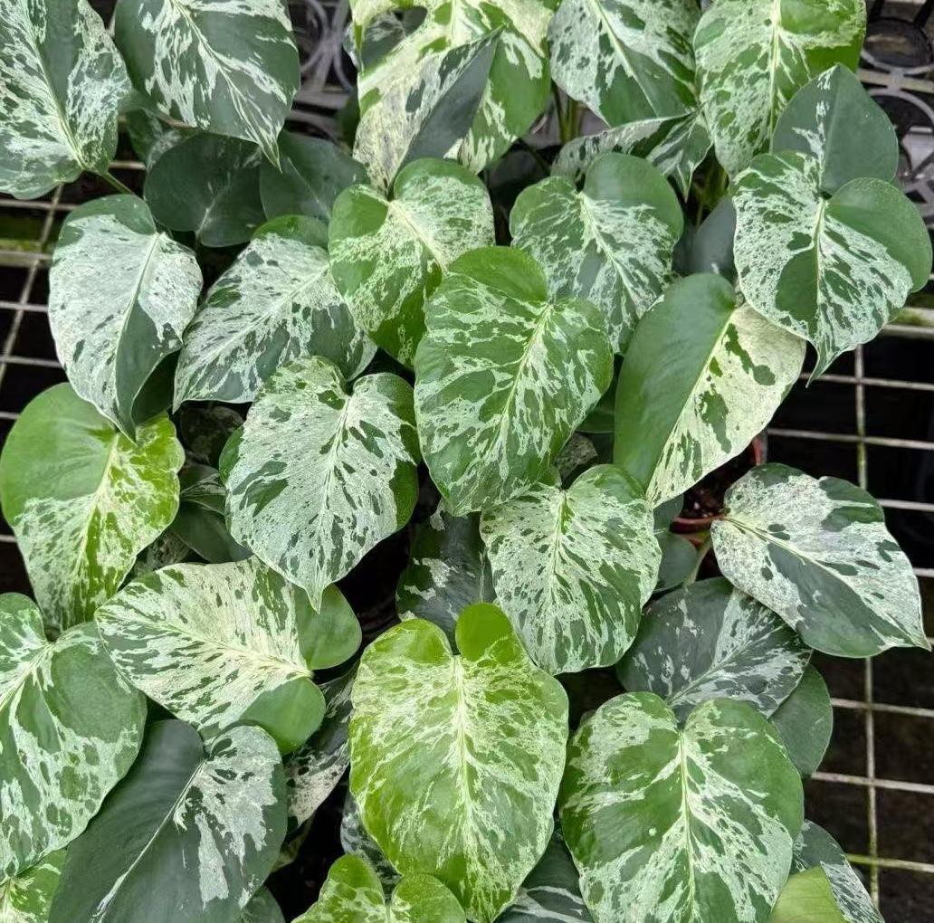 <東京から発送>観葉植物/モンステラ：デリシオーサ バルバソー 安定した斑入り いってんもの