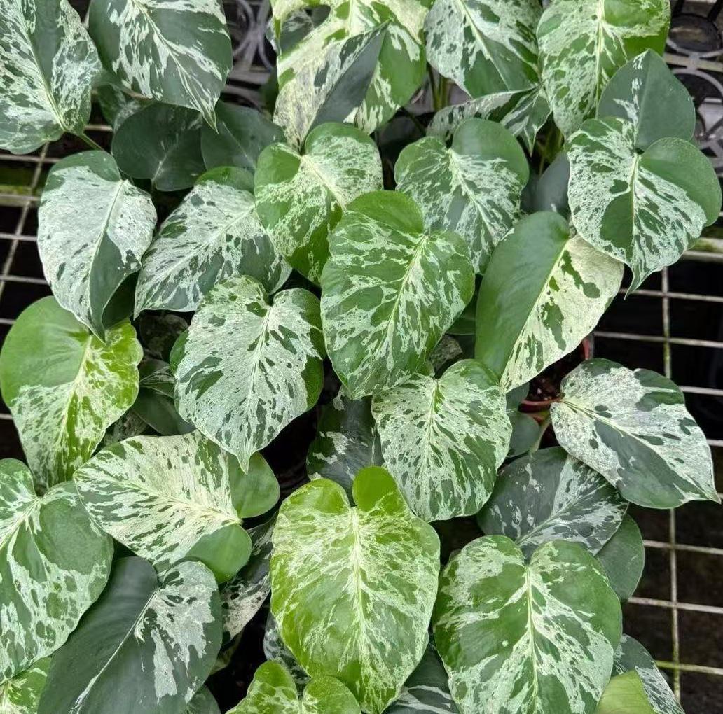 <東京から発送>観葉植物/モンステラ：デリシオーサ バルバソー 安定した斑入り いってんもの