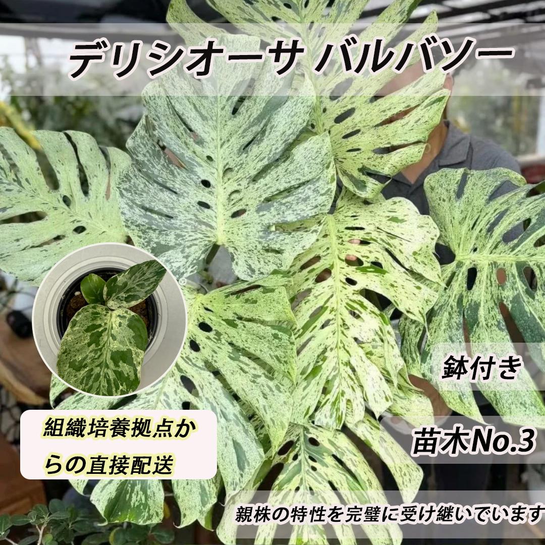 <東京から発送>観葉植物/モンステラ：デリシオーサ バルバソー 安定した斑入り いってんもの