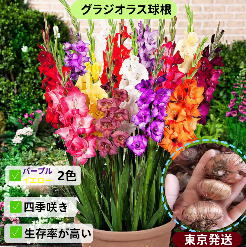 花の種 グラジオラス球根 パープル イェロー ２色 初心者向け 生命力が強い 害虫に強い 鉢植え 観賞花 室内ベランダ・庭園四季栽培可能