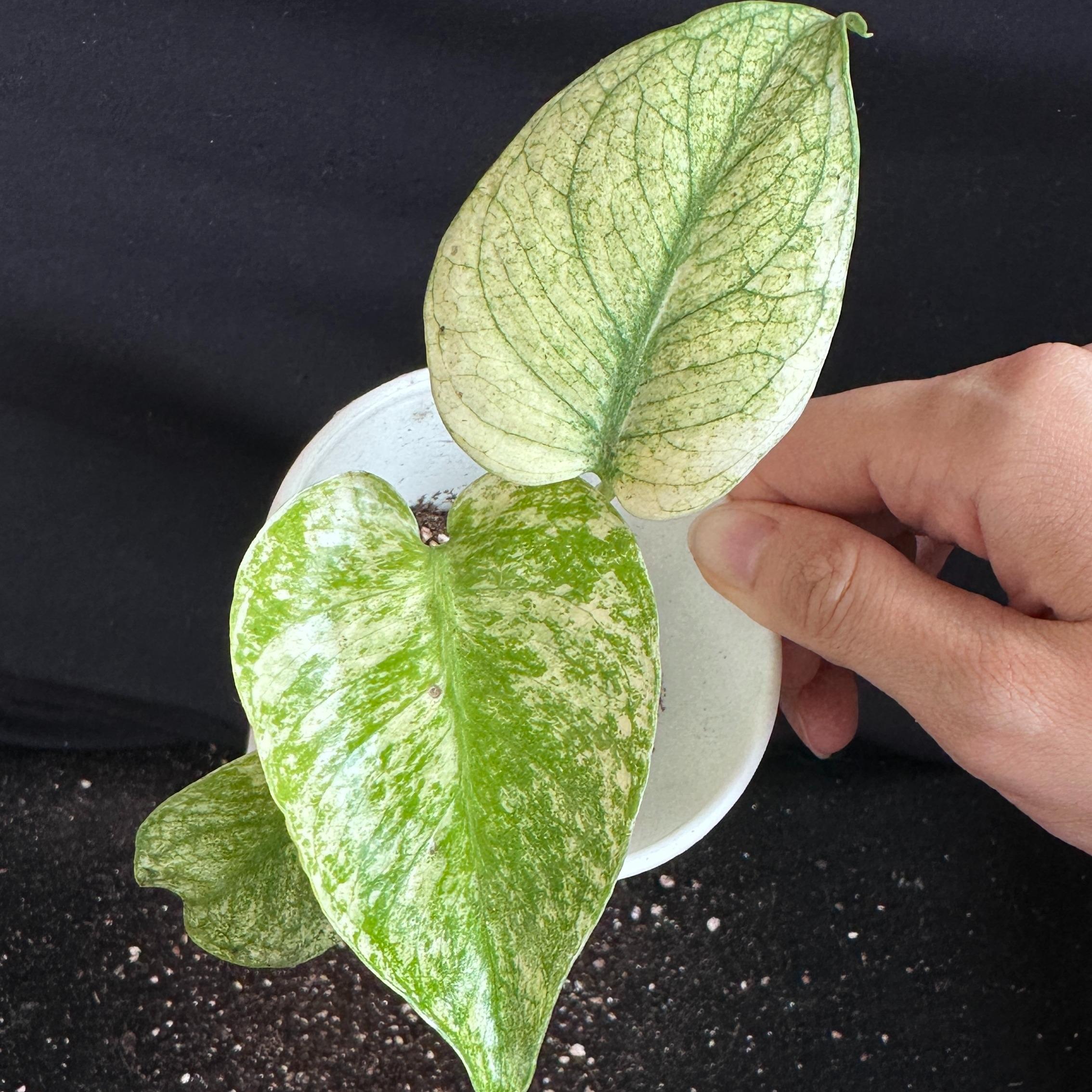 モンステラ　デリシオーサ　ホワイト 観葉植物