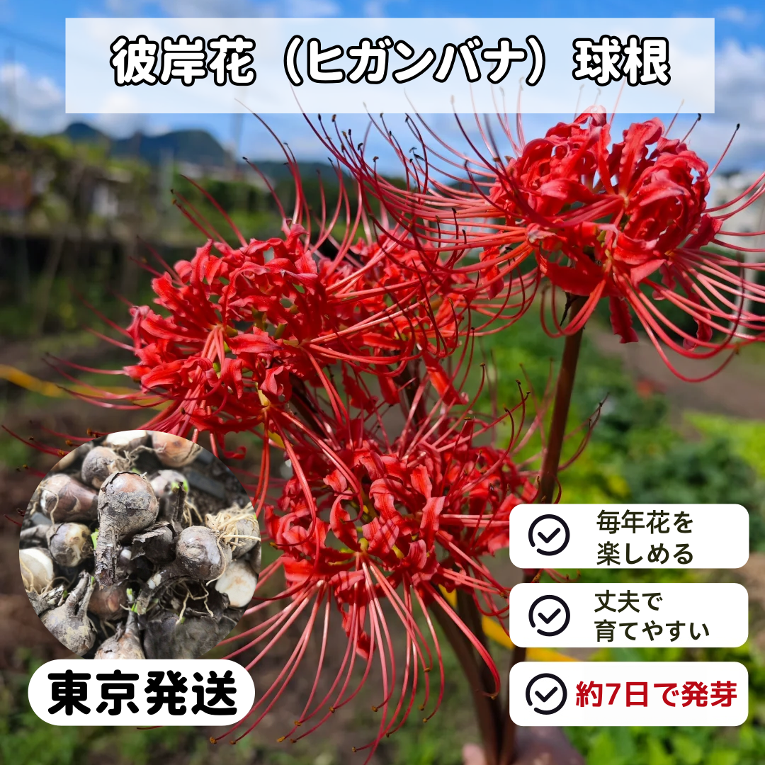 【2粒】彼岸花の種 球根 赤花 白花 真紅 希少 幻想的な花姿 美しい花姿 秋開花 秋を彩る鮮やかな花 初心者OK 庭植え 鉢植え ガーデニング 人気品種