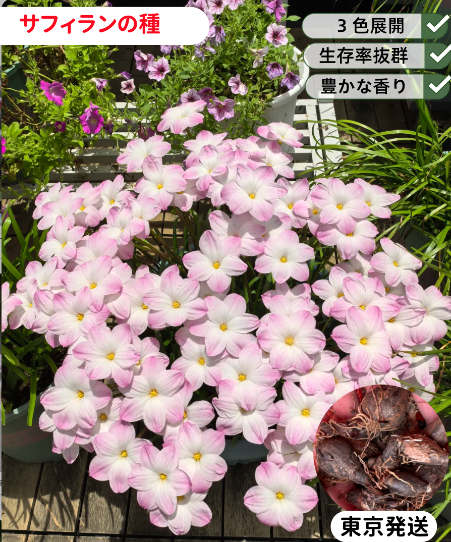 花の種 サフィラン球根 八重咲き 濃ピンク 薄ピンク白 イエロー 四季開花 濃香 発芽率高い 初心者OK 鉢植え 室内ベランダ 水耕 観葉花
