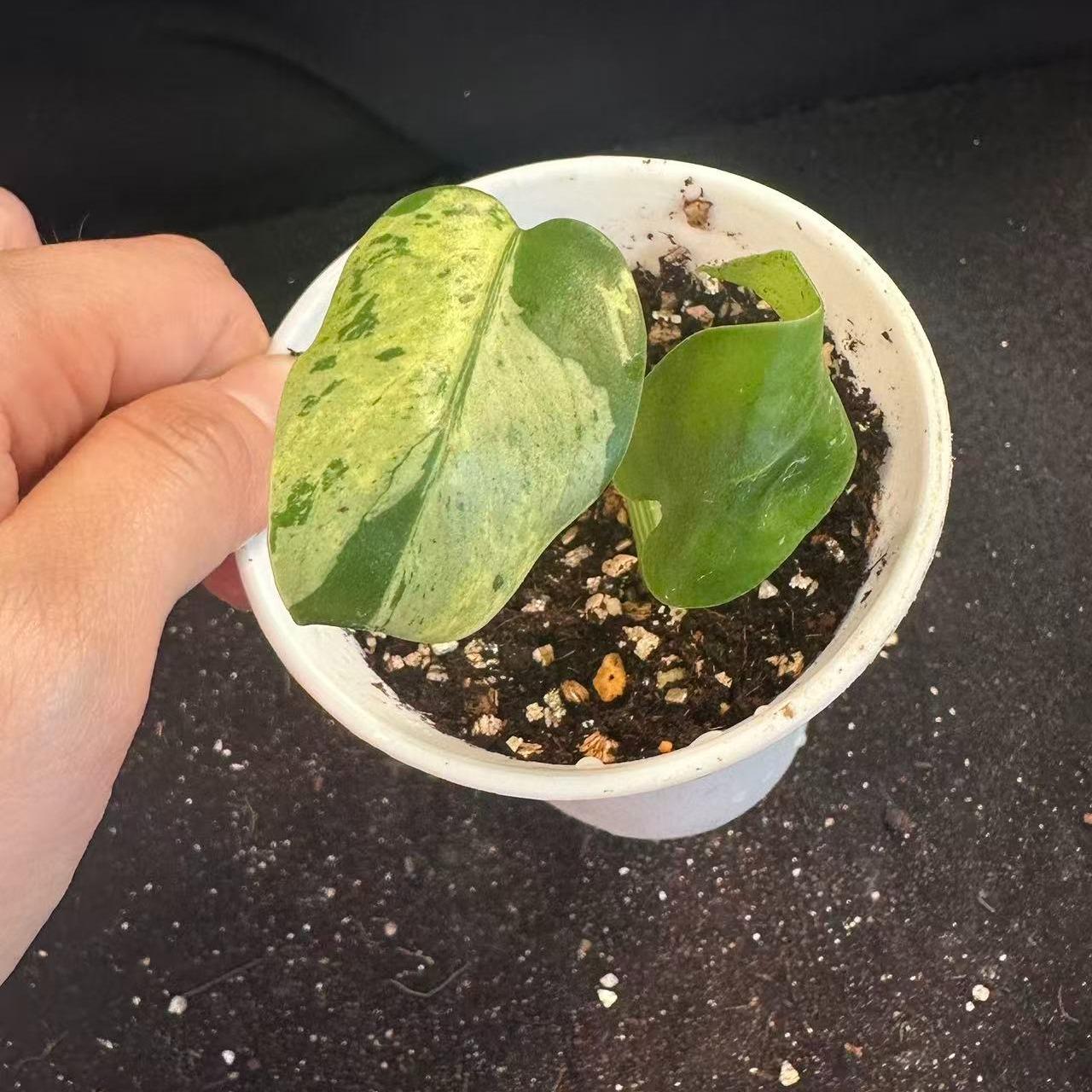 <東京から発送>観葉植物/モンステラ：デリシオーサ バルバソー 安定した斑入り いってんもの