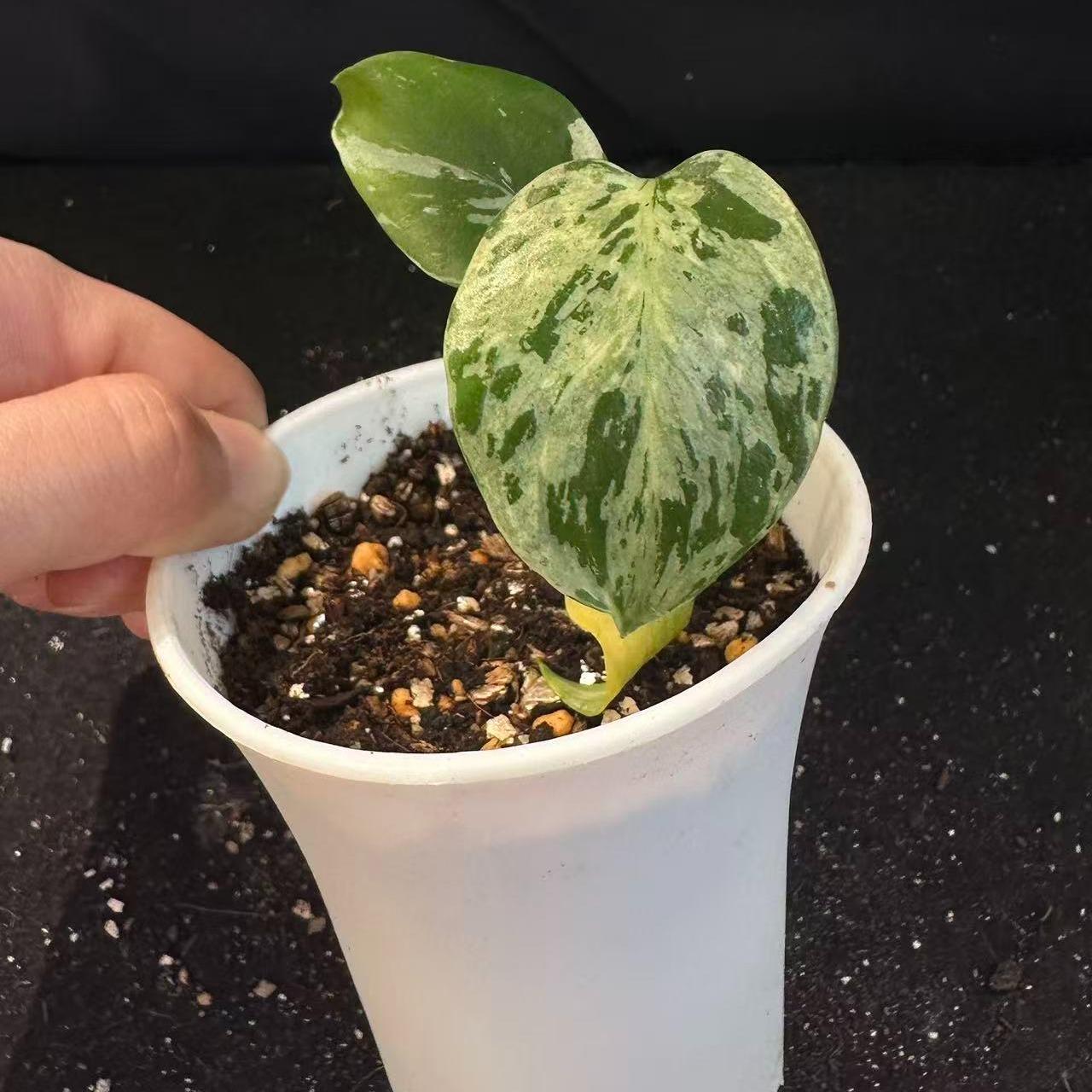 <東京から発送>観葉植物/モンステラ：デリシオーサ バルバソー 安定した斑入り いってんもの
