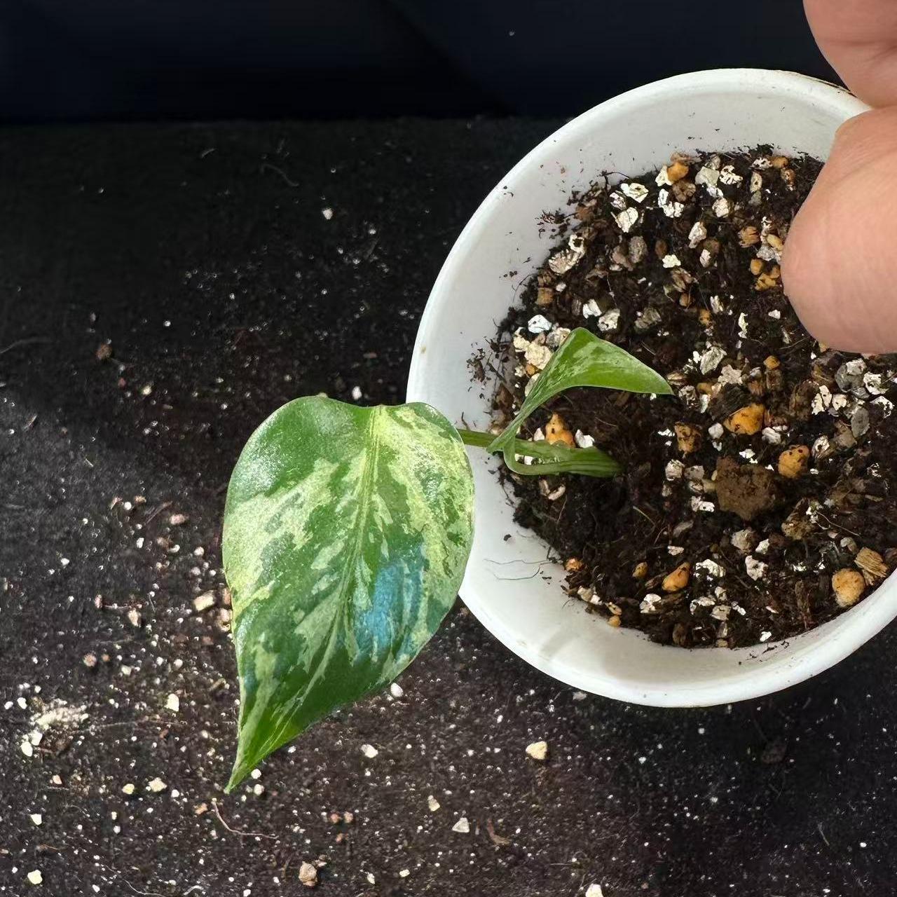 <東京から発送>観葉植物/モンステラ：デリシオーサ バルバソー 安定した斑入り いってんもの