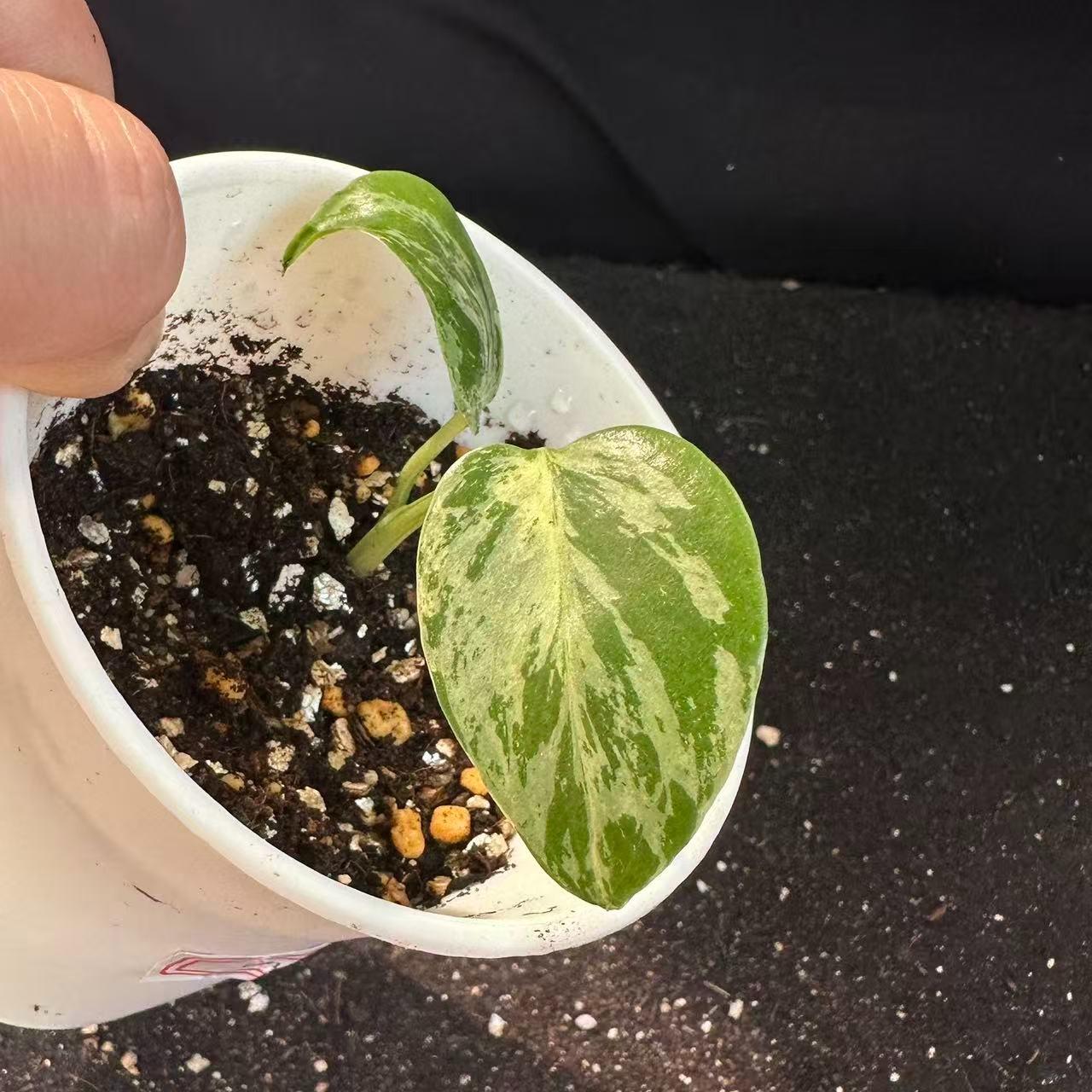 <東京から発送>観葉植物/モンステラ：デリシオーサ バルバソー 安定した斑入り いってんもの