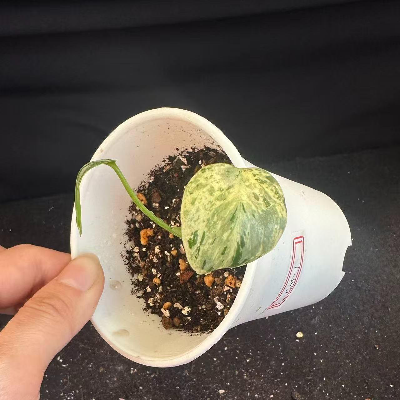 <東京から発送>観葉植物/モンステラ：デリシオーサ バルバソー 安定した斑入り いってんもの
