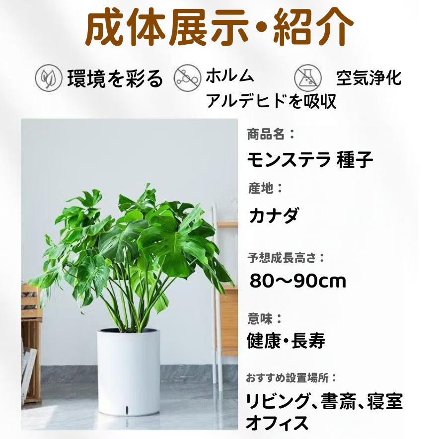 <東京から発送>[種子] モンステラ デリシオーサ ｜人気品種 切り込み葉 初心者OK 発芽しやすい
