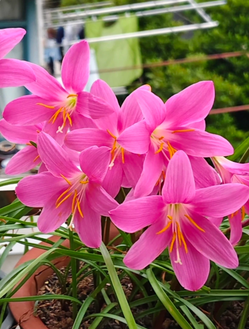 花の種 サフィラン球根 八重咲き 濃ピンク 薄ピンク白 イエロー 四季開花 濃香 発芽率高い 初心者OK 鉢植え 室内ベランダ 水耕 観葉花