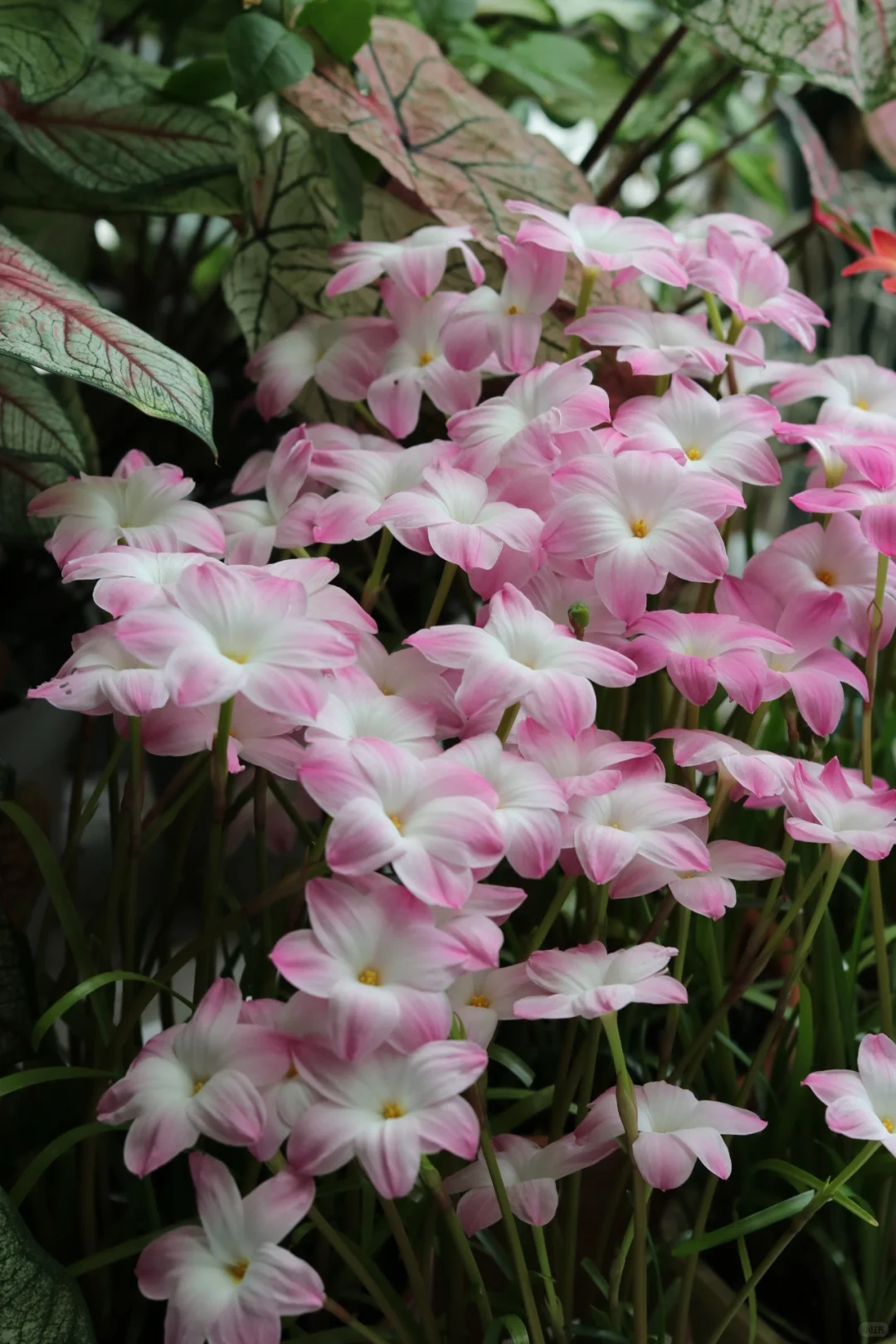 花の種 サフィラン球根 八重咲き 濃ピンク 薄ピンク白 イエロー 四季開花 濃香 発芽率高い 初心者OK 鉢植え 室内ベランダ 水耕 観葉花