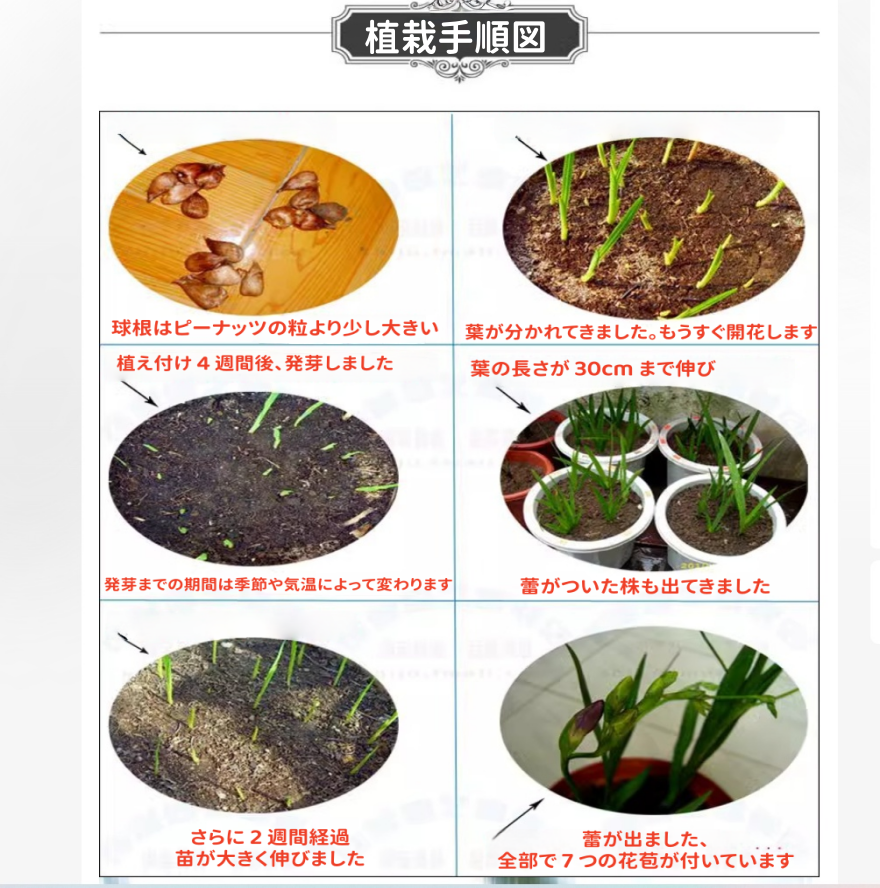 フリージア球根 ホワイト・ピンク 2色 八重咲き 一年中開花 育てやすい室内栽培OK 耐寒性あり 花姿が繊細で甘い強い香り 切り花・インテリア装飾に最適