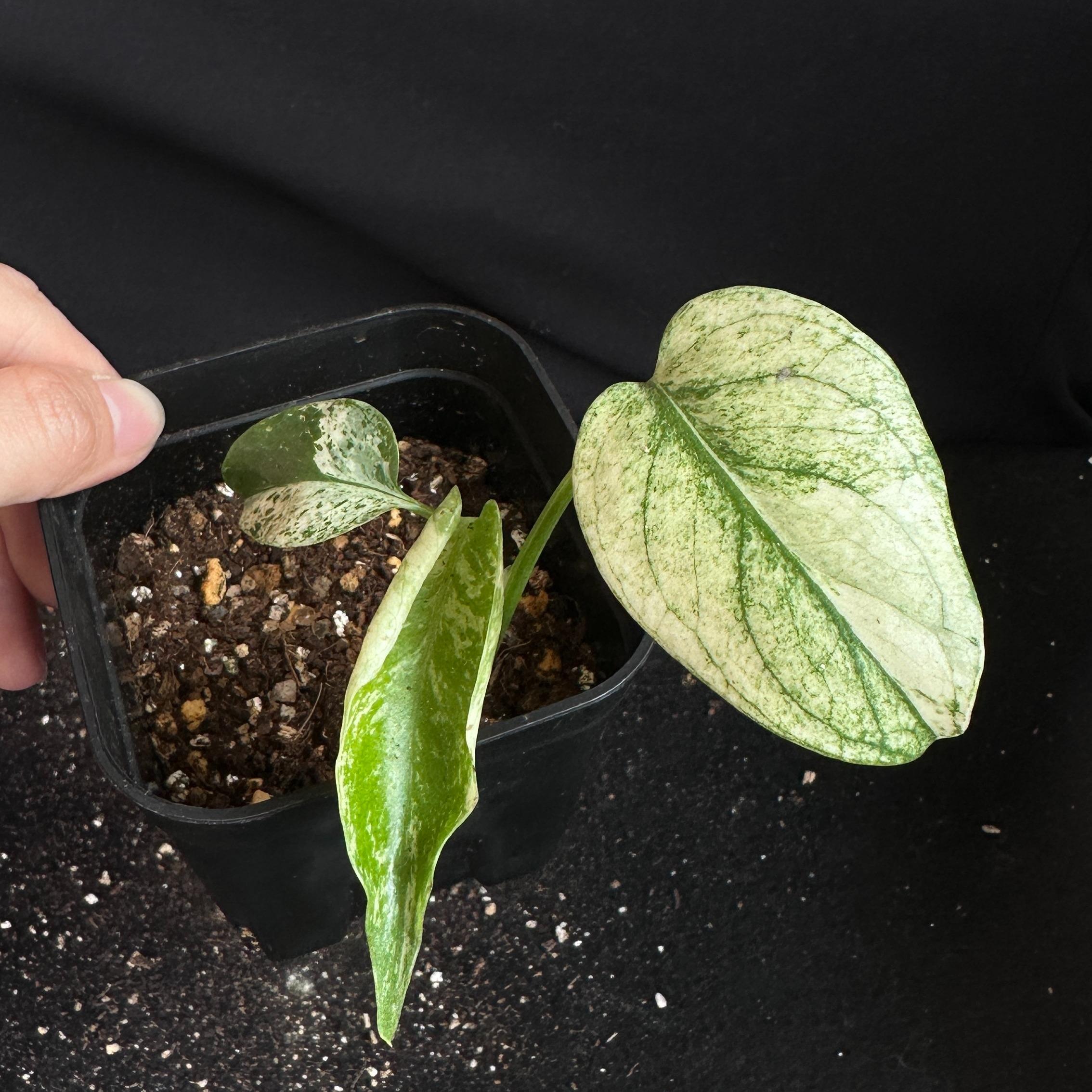 モンステラ　デリシオーサ　ホワイト 観葉植物