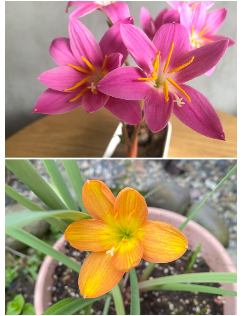 花の種 サフィラン球根 八重咲き 濃ピンク 薄ピンク白 イエロー 四季開花 濃香 発芽率高い 初心者OK 鉢植え 室内ベランダ 水耕 観葉花