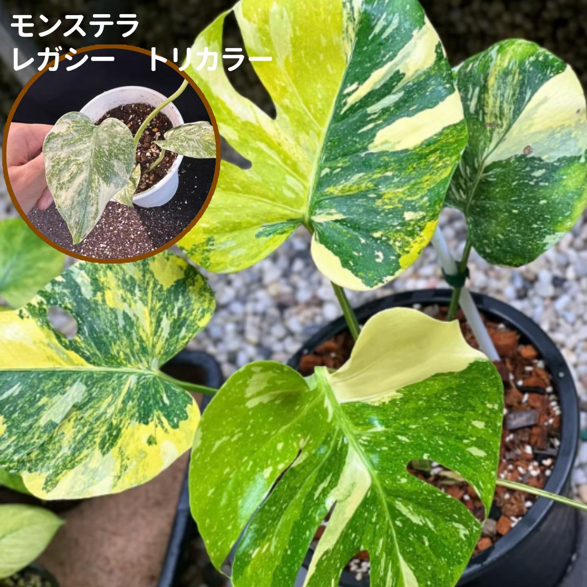 <東京から発送>希少斑入りモンステラ 品種大全 モンステラデリシオーサホワイト デリシオーサゴールドリーフ Monstera deliciosa ‘Mint タイコンステレーション モンステラ デリシオサ モンステラ：デリシオーサ バルバソ 観葉植物 初心者向け 育成簡単 生存率抜群