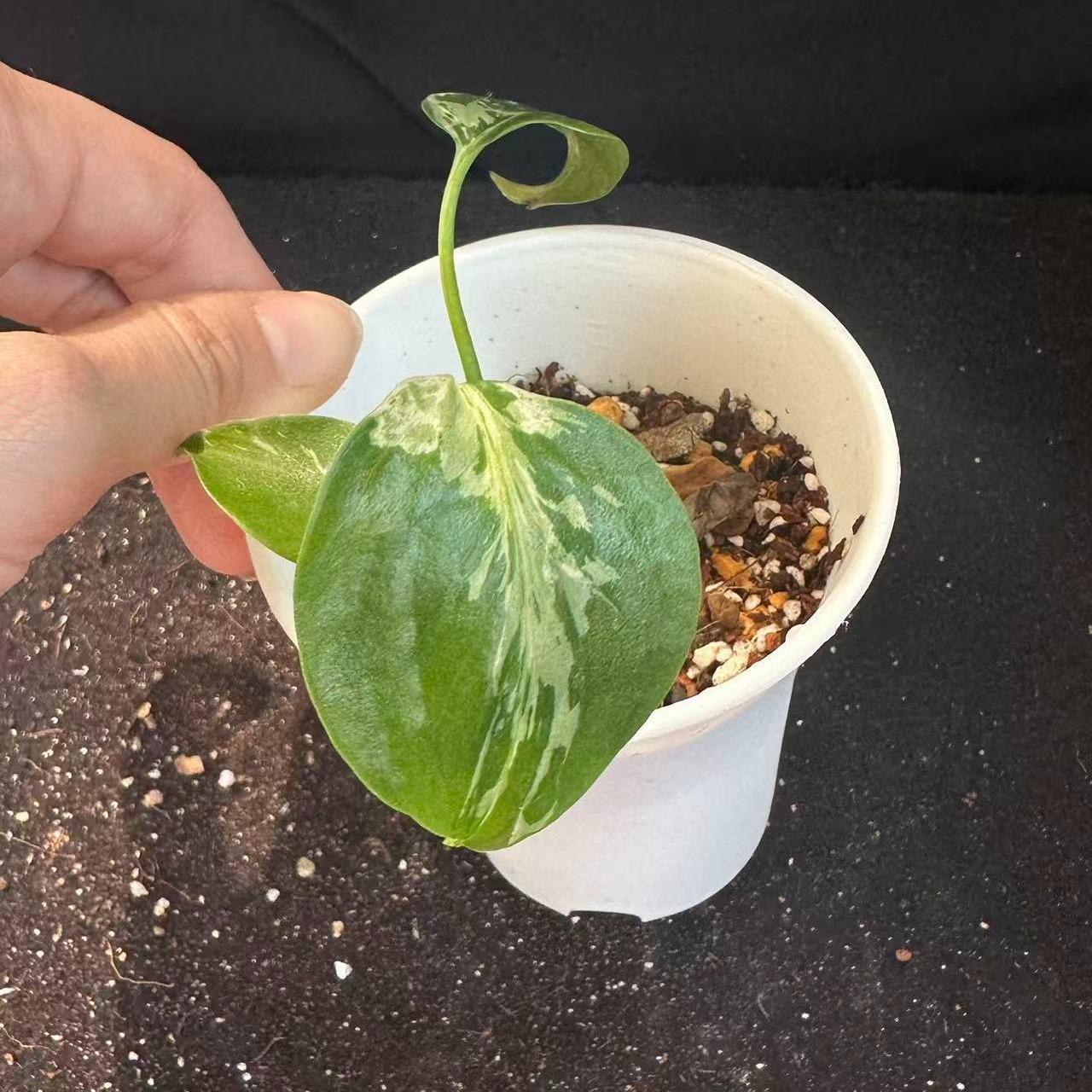 <東京から発送>観葉植物/モンステラ：デリシオーサ バルバソー 安定した斑入り いってんもの