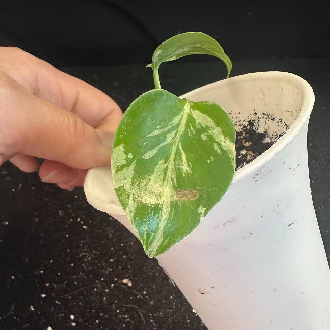 <東京から発送>観葉植物/モンステラ：デリシオーサ バルバソー 安定した斑入り いってんもの