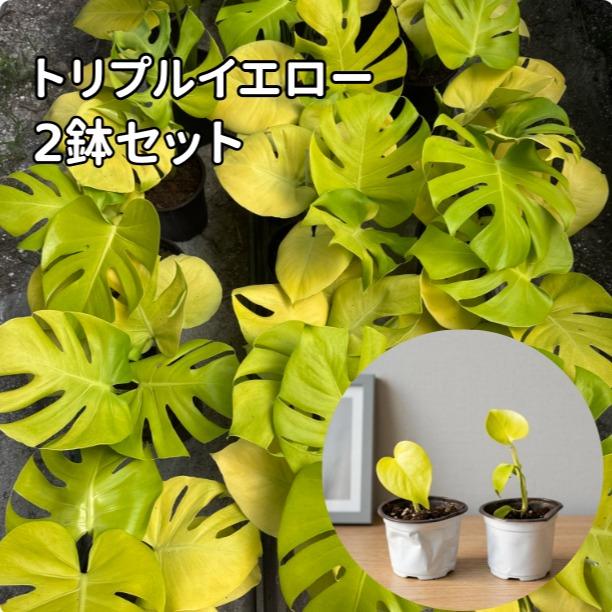 <東京から発送>希少斑入りモンステラ 品種大全 モンステラデリシオーサホワイト デリシオーサゴールドリーフ Monstera deliciosa ‘Mint タイコンステレーション モンステラ デリシオサ モンステラ：デリシオーサ バルバソ 観葉植物 初心者向け 育成簡単 生存率抜群