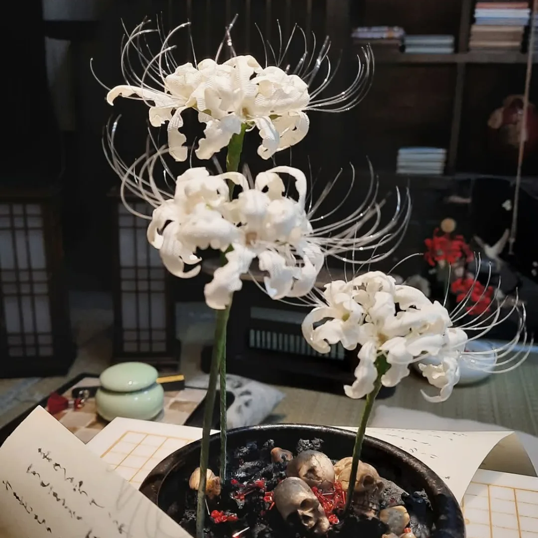 【2粒】彼岸花の種 球根 赤花 白花 真紅 希少 幻想的な花姿 美しい花姿 秋開花 秋を彩る鮮やかな花 初心者OK 庭植え 鉢植え ガーデニング 人気品種