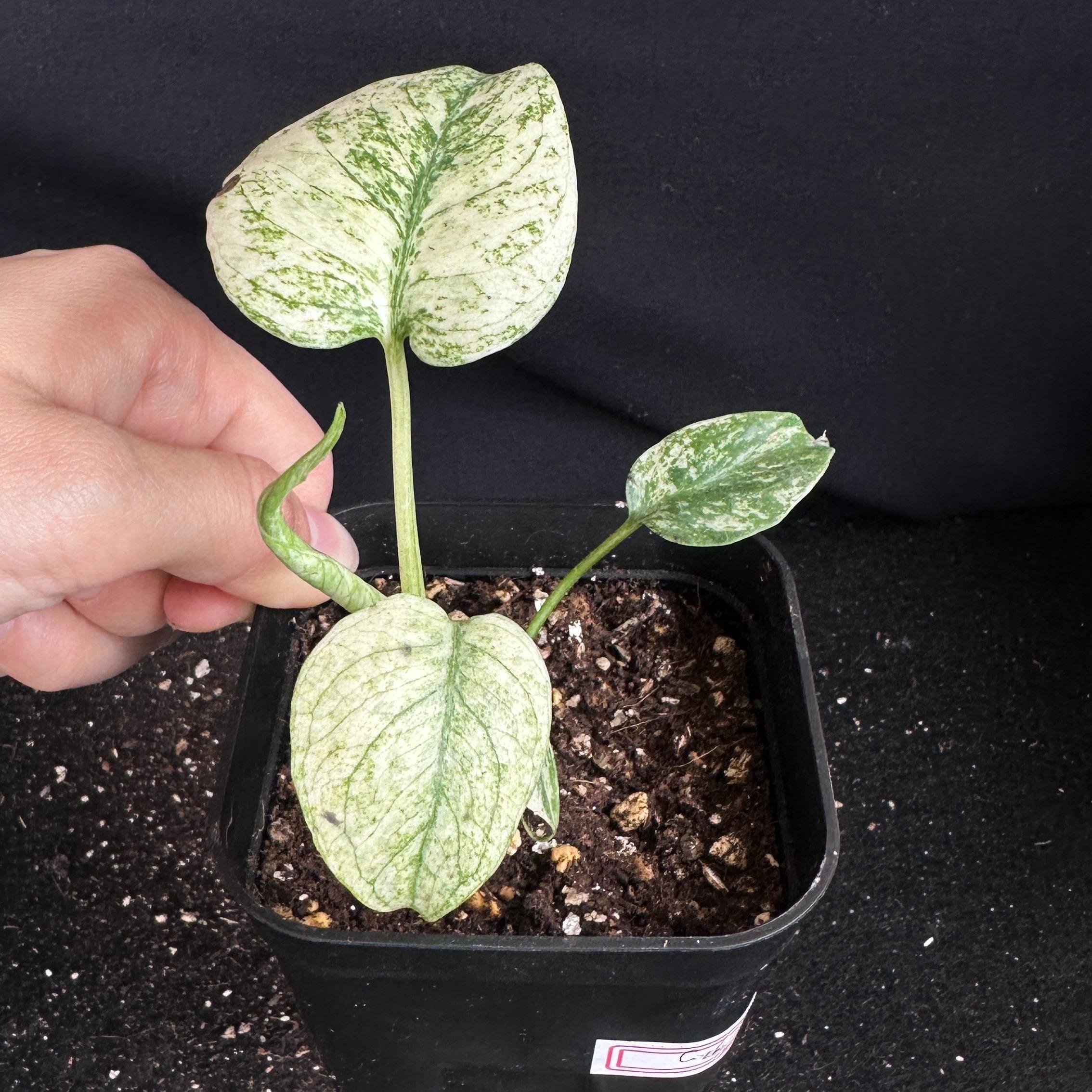 モンステラ　デリシオーサ　ホワイト 観葉植物