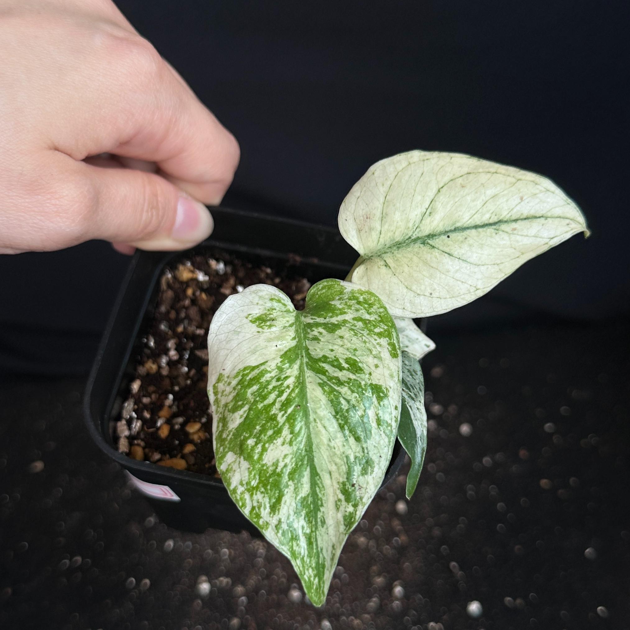 モンステラ　デリシオーサ　ホワイト 観葉植物