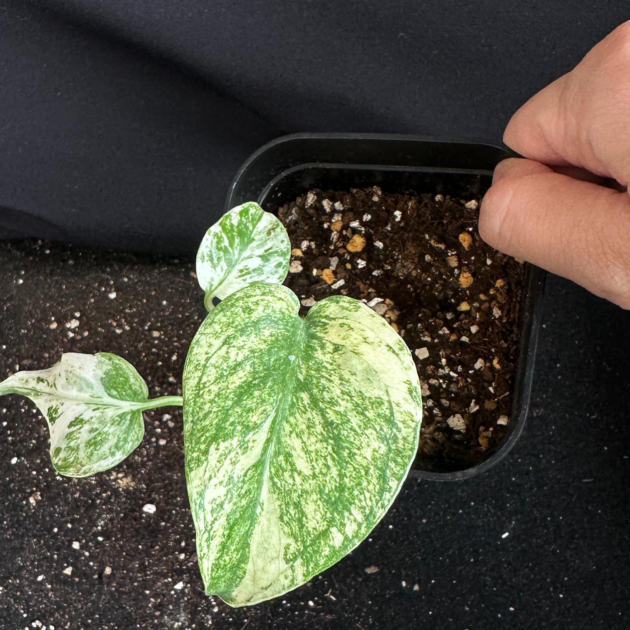 モンステラ　デリシオーサ　ホワイト 観葉植物