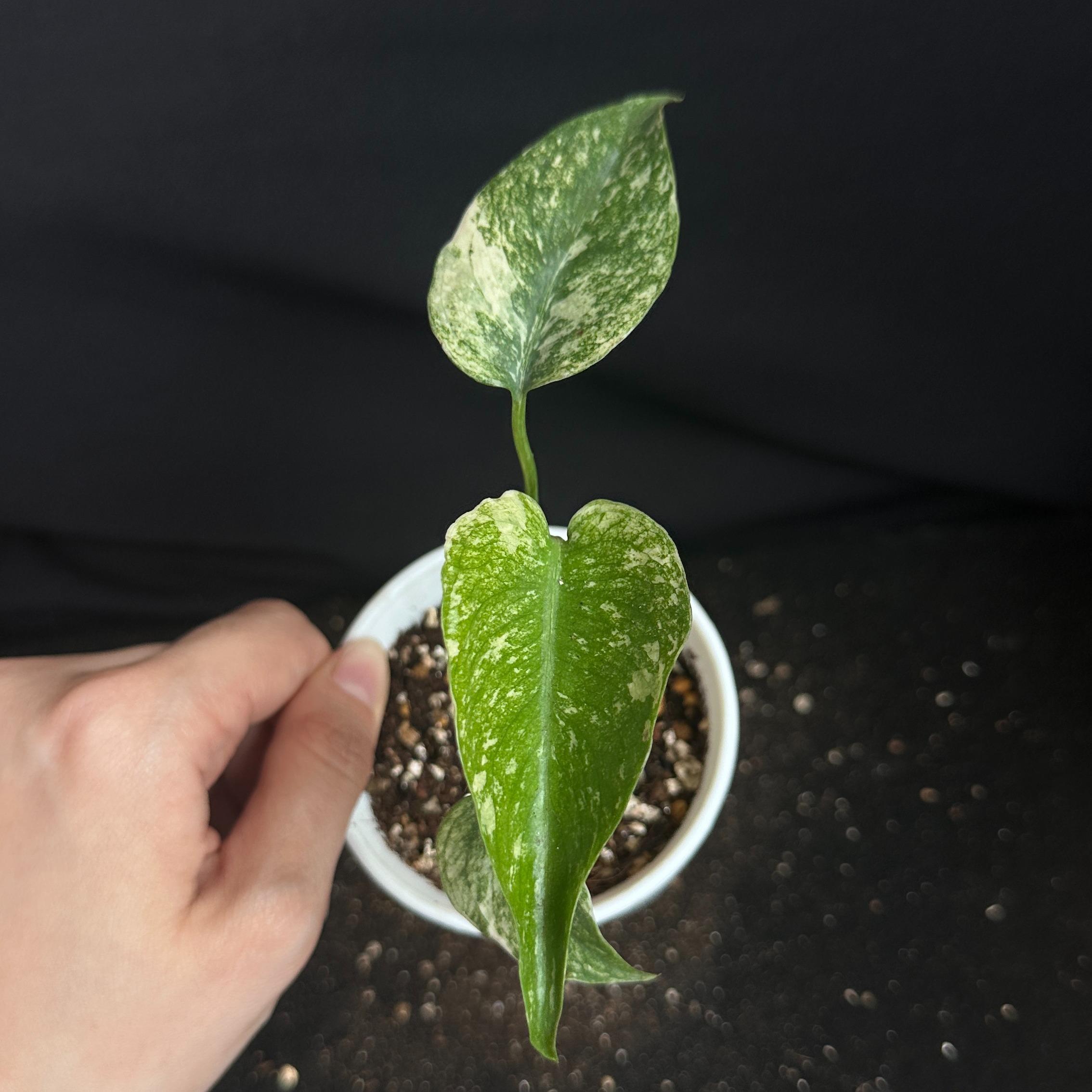 モンステラ　デリシオーサ　ホワイト 観葉植物