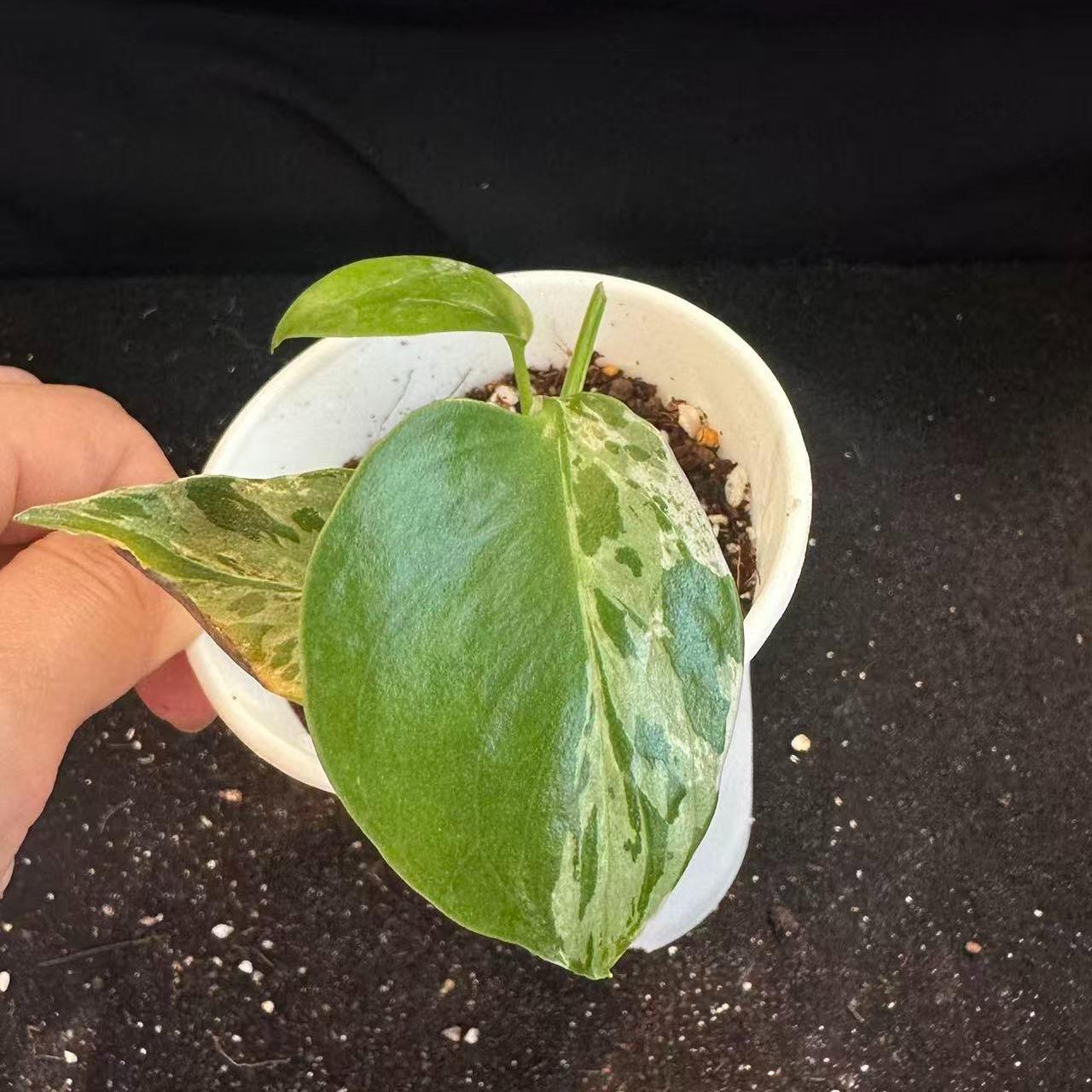 <東京から発送>観葉植物/モンステラ：デリシオーサ バルバソー 安定した斑入り いってんもの