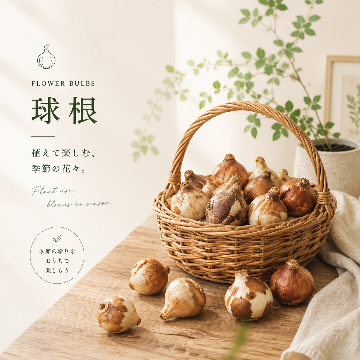 球根