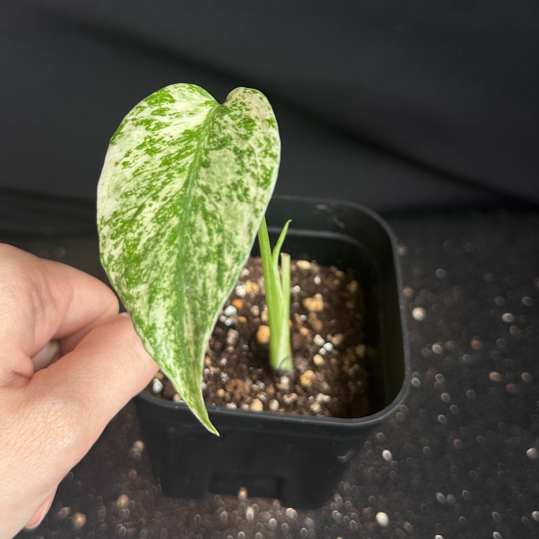モンステラ　デリシオーサ　ホワイト 観葉植物