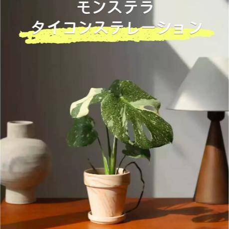 <東京から発送>希少斑入りモンステラ 品種大全 モンステラデリシオーサホワイト デリシオーサゴールドリーフ Monstera deliciosa ‘Mint タイコンステレーション モンステラ デリシオサ モンステラ：デリシオーサ バルバソ 観葉植物 初心者向け 育成簡単 生存率抜群