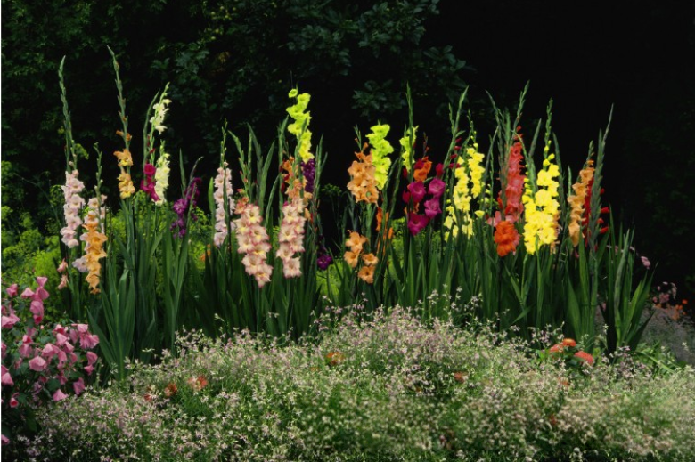 花の種 グラジオラス球根 パープル イェロー ２色 初心者向け 生命力が強い 害虫に強い 鉢植え 観賞花 室内ベランダ・庭園四季栽培可能