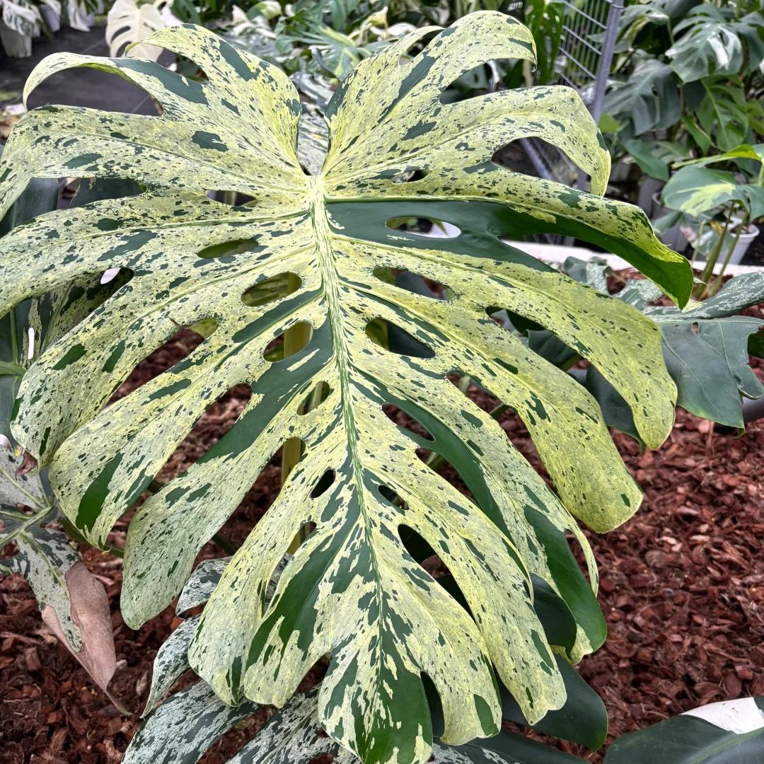 <東京から発送>観葉植物/モンステラ：デリシオーサ バルバソー 安定した斑入り いってんもの