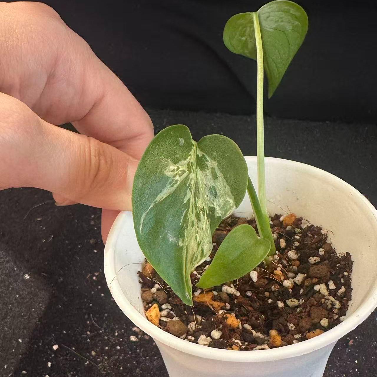 <東京から発送>観葉植物/モンステラ：デリシオーサ バルバソー 安定した斑入り いってんもの