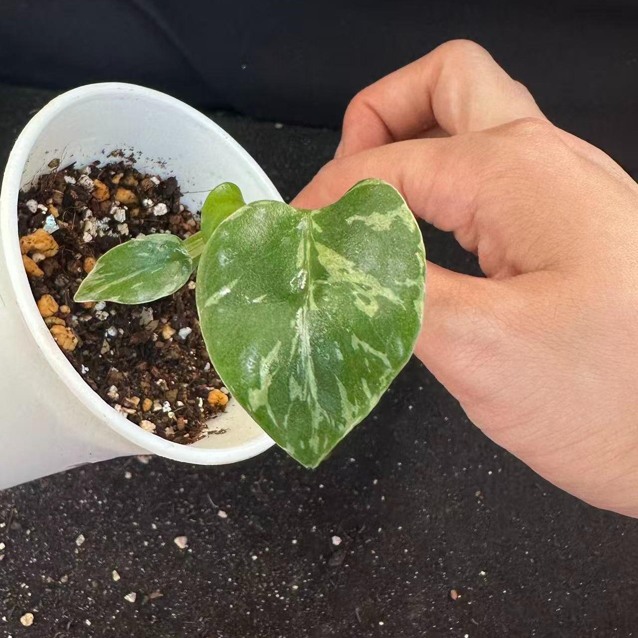 <東京から発送>観葉植物/モンステラ：デリシオーサ バルバソー 安定した斑入り いってんもの